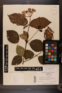 Viburnum dentatum var. dentatum image