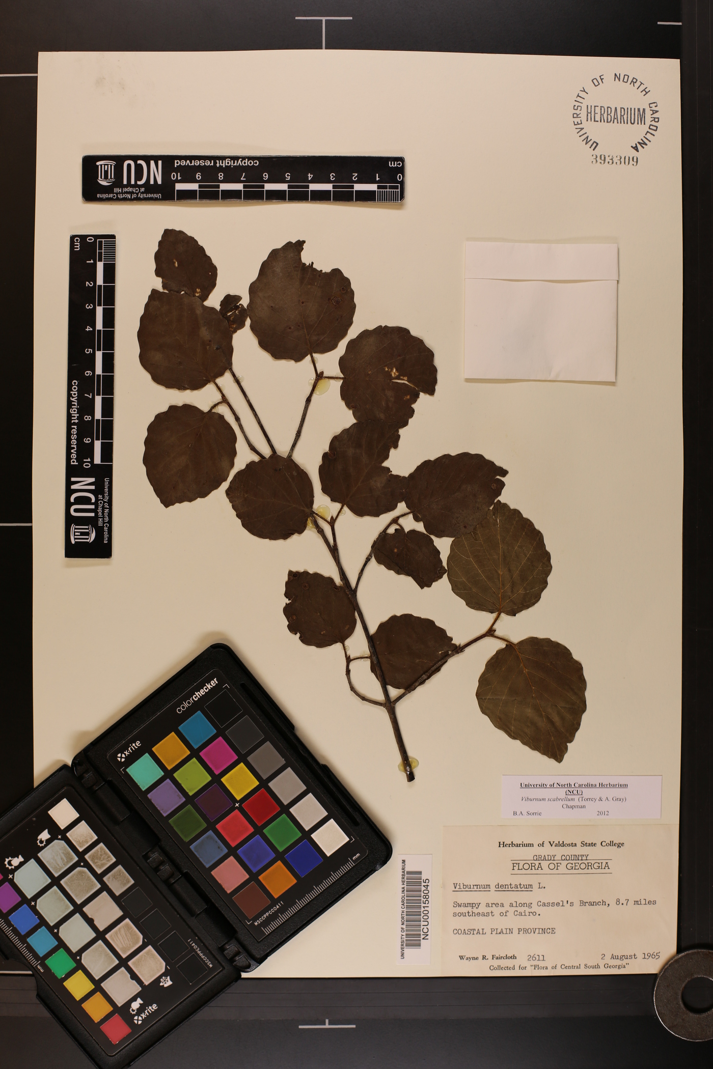 Viburnum dentatum var. dentatum image