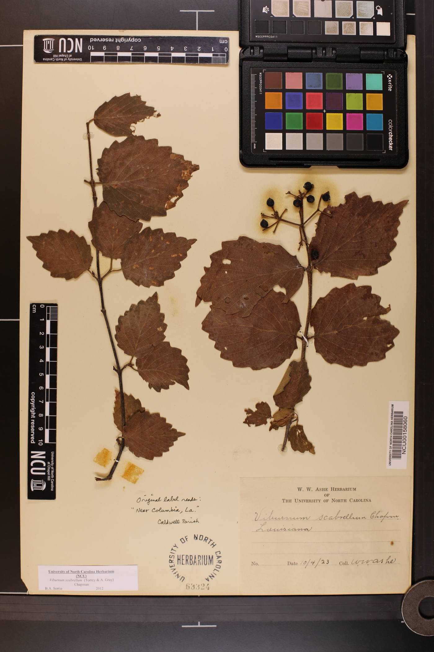 Viburnum dentatum var. dentatum image