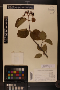 Viburnum dentatum var. dentatum image