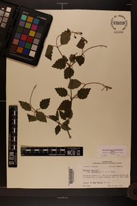 Viburnum dentatum var. dentatum image