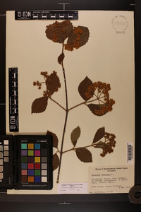 Viburnum dentatum var. dentatum image