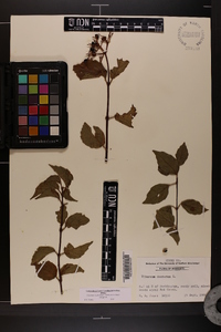 Viburnum dentatum var. dentatum image