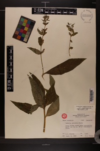 Lobelia siphilitica var. siphilitica image