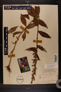 Lobelia siphilitica var. siphilitica image