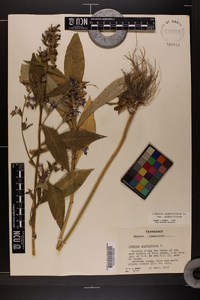 Lobelia siphilitica var. siphilitica image