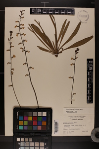 Lobelia paludosa image