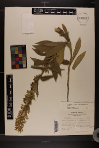 Lobelia siphilitica f. albiflora image