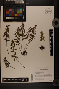 Polypodium polypodioides image