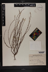 Polygonum tenue image