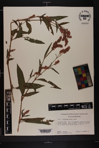 Persicaria careyi image