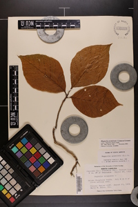 Magnolia acuminata image