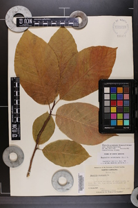 Magnolia acuminata image