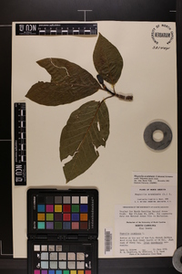 Magnolia acuminata image