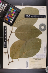 Magnolia acuminata image