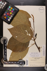 Magnolia acuminata image