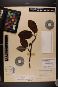 Magnolia acuminata image