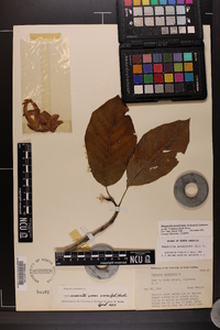 Magnolia acuminata image