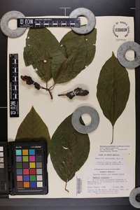 Magnolia acuminata image