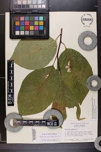 Magnolia acuminata image