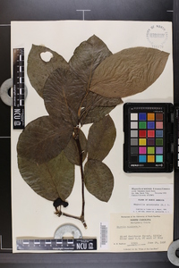 Magnolia acuminata image