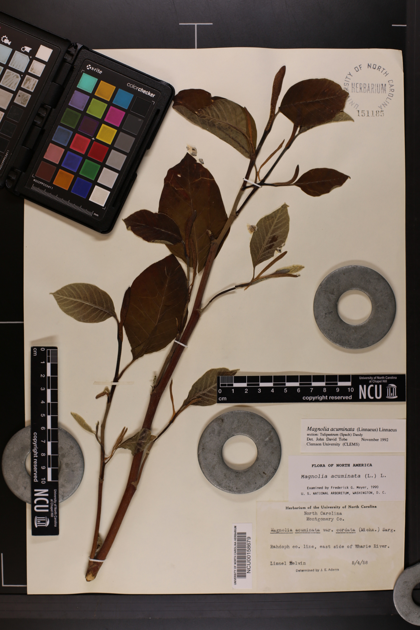 Magnolia acuminata var. subcordata image