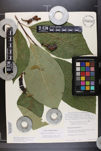 Magnolia acuminata image