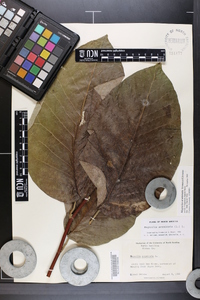 Magnolia acuminata image