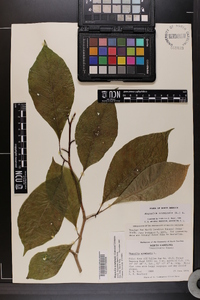 Magnolia acuminata image