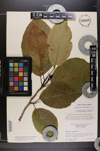 Magnolia acuminata image