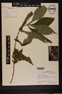 Triosteum angustifolium image