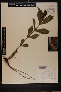 Triosteum angustifolium image