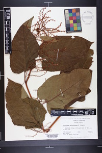 Reynoutria sachalinensis image
