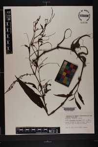 Polygonum setaceum image