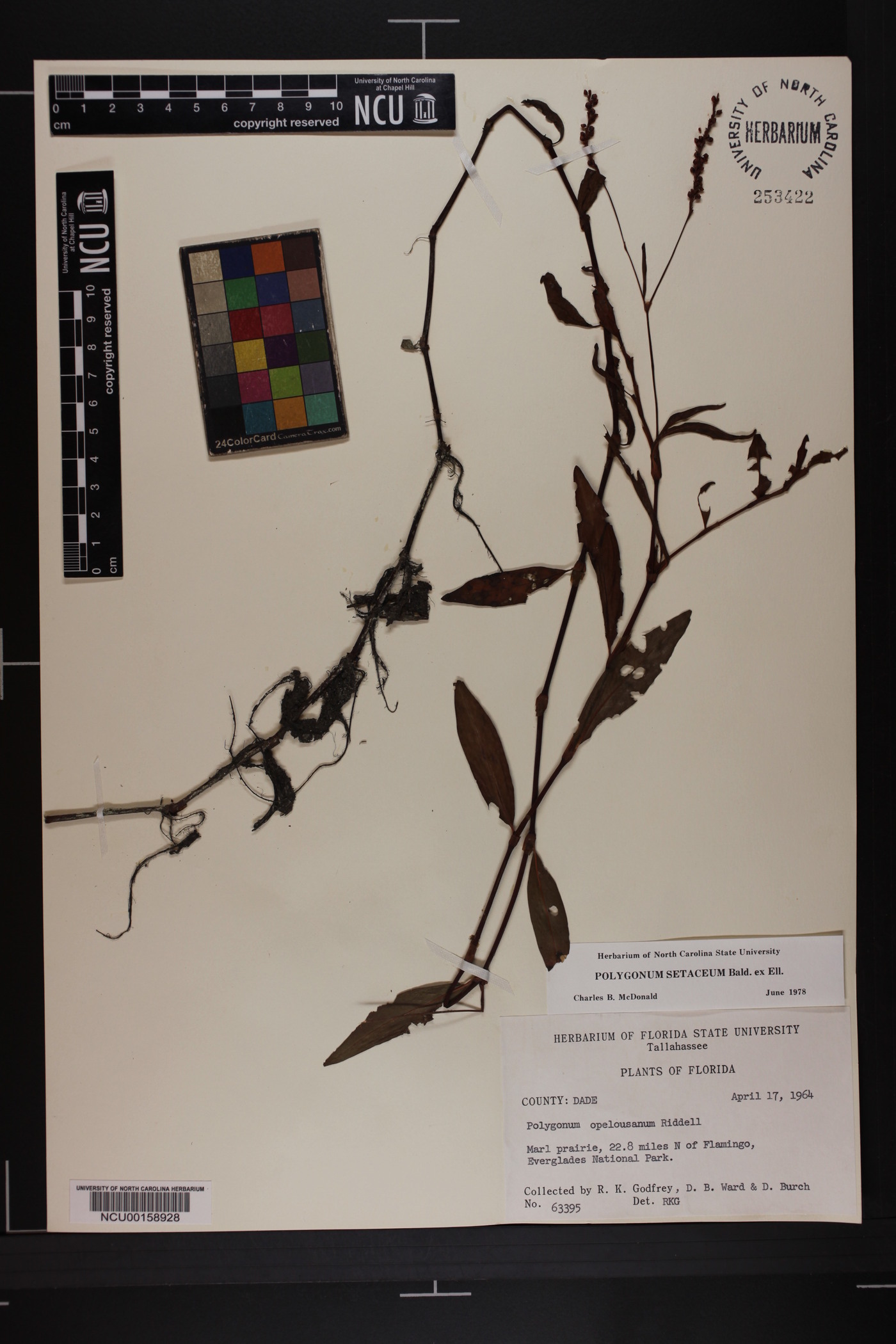 Polygonum setaceum image
