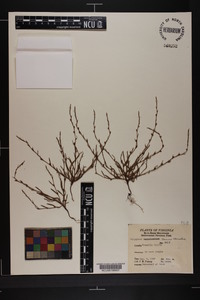 Polygonum setaceum image