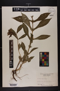 Triosteum angustifolium image