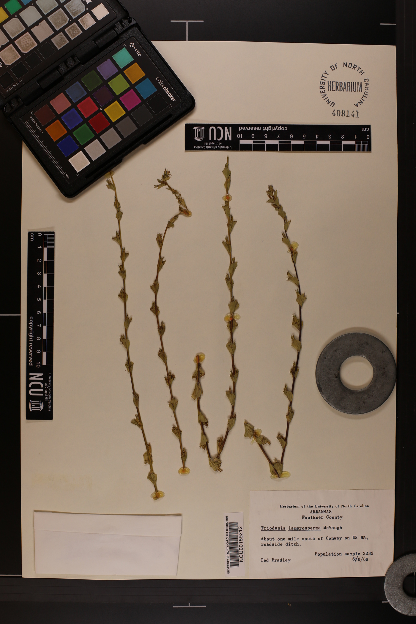 Triodanis lamprosperma image