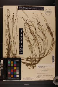 Wahlenbergia marginata image