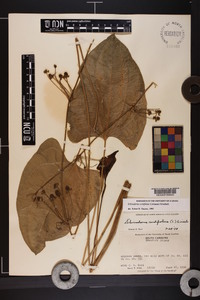 Echinodorus cordifolius image