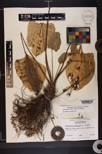 Echinodorus cordifolius image