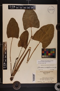 Echinodorus cordifolius image