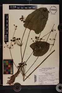 Echinodorus cordifolius image