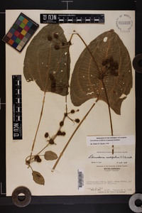 Echinodorus cordifolius image