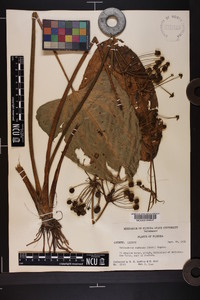 Echinodorus cordifolius image