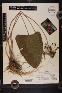 Echinodorus cordifolius image