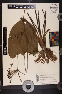 Echinodorus cordifolius image