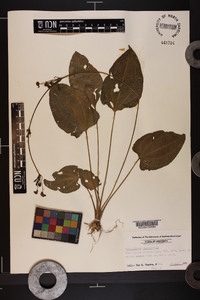 Echinodorus cordifolius image