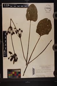 Echinodorus cordifolius image