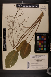 Alisma subcordatum image